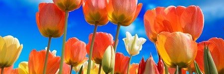 Energie update Rode Slang levenspad 18 - 30 mei 2023: Levenskracht laten stromen